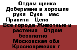 Отдам щенка Добермана в хорошие руки. Сука 5 мес. Привита › Цена ­ 5 000 - Все города Животные и растения » Отдам бесплатно   . Московская обл.,Красноармейск г.